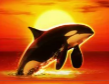 Символ игрового автомата Orca Косатка
